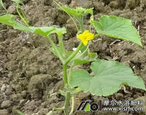 黃瓜苗種植管理 黃瓜苗種植管理