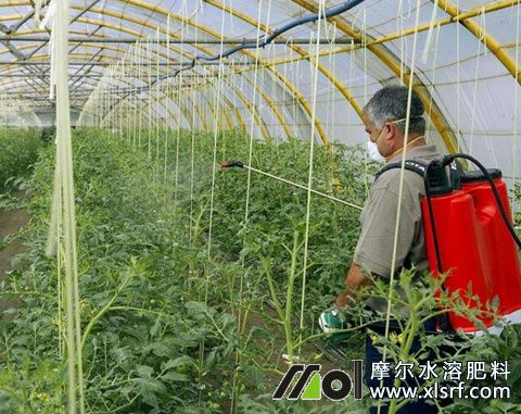 種西紅柿施什么水溶肥 種西紅柿施什么水溶肥