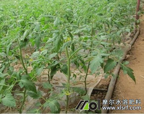 番茄為什么要用水溶肥 番茄為什么要用水溶肥