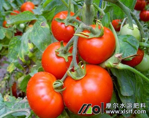 水溶肥使用注意 水溶肥使用注意