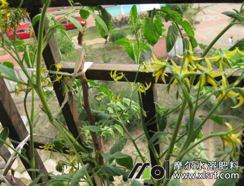 番茄開花結(jié)果期施肥 番茄開花結(jié)果期施肥