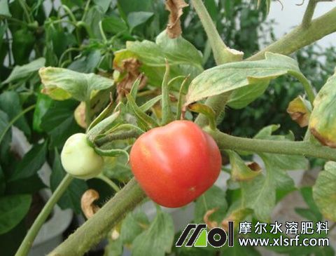 番茄施肥多膨果轉(zhuǎn)慢色原因 番茄施肥多膨果轉(zhuǎn)慢色原因