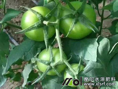 番茄結(jié)果施肥 番茄結(jié)果施肥