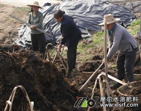 甘蔗施農(nóng)家肥 甘蔗施農(nóng)家肥