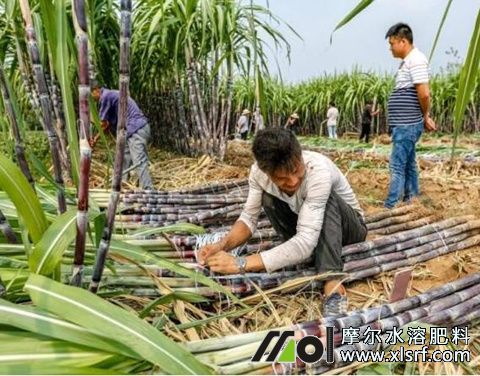 甘蔗采割 甘蔗采割