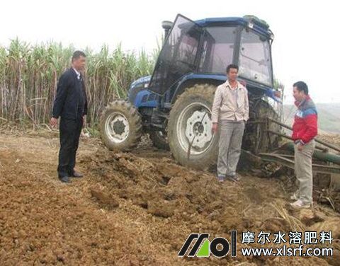 甘蔗清園 甘蔗清園
