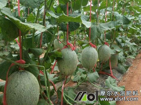 哈密瓜桶裝肥選擇 哈密瓜桶裝肥選擇