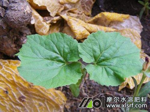 哈密瓜需肥特點(diǎn) 哈密瓜需肥特點(diǎn)