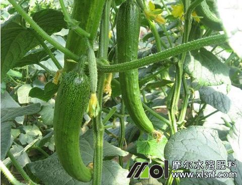 黃瓜尖嘴瓜原因 黃瓜尖嘴瓜原因