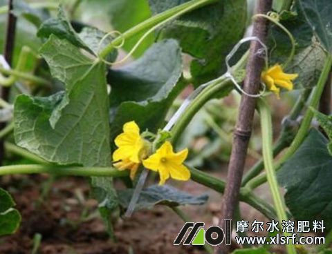 黃瓜綠葉期施水溶肥 黃瓜綠葉期施水溶肥