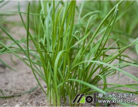 大棚韭菜需肥特點(diǎn) 大棚韭菜需肥特點(diǎn)
