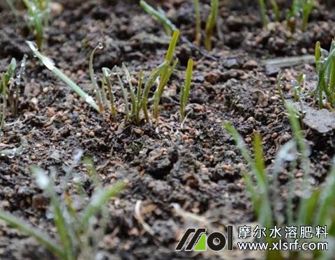 二刀韭菜 二刀韭菜