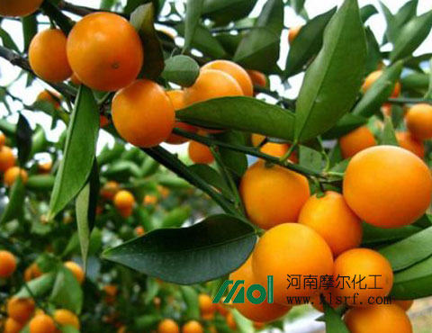 金桔施肥 金桔施肥