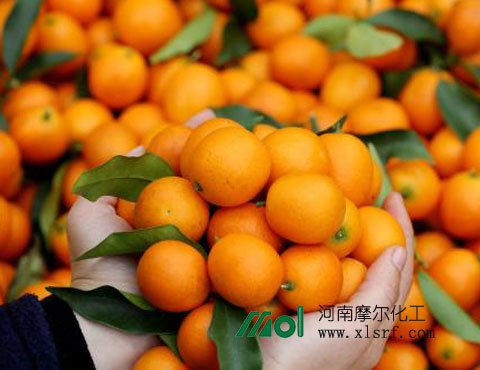 金桔施肥方法 金桔施肥方法