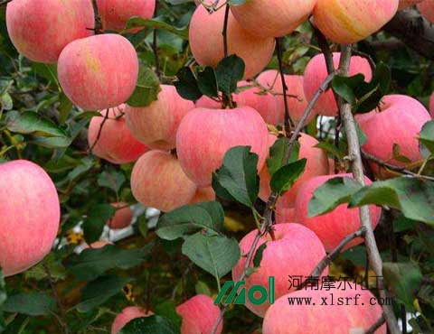 蘋果施肥 蘋果施肥