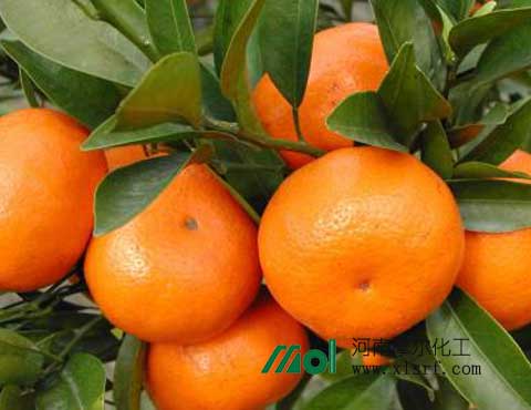 柑橘葉面肥噴施 柑橘葉面肥噴施