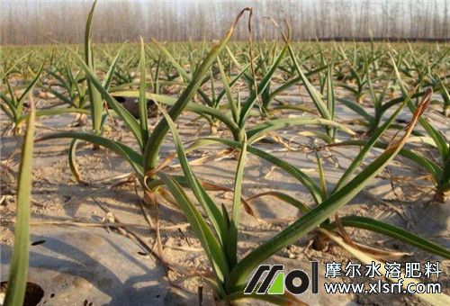 大蒜返青苗期施肥 大蒜返青苗期施肥