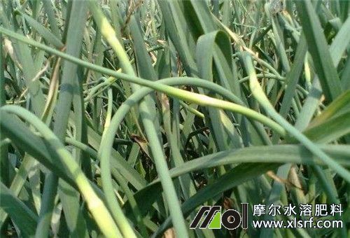 大蒜蒜薹伸長(zhǎng)期施肥 大蒜蒜薹伸長(zhǎng)期施肥