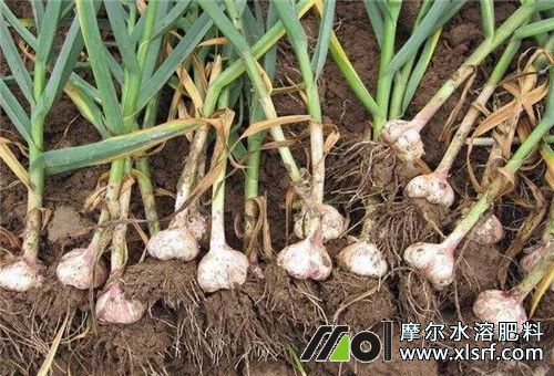 大蒜孕薹期施肥 大蒜孕薹期施肥