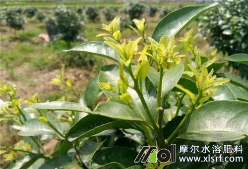 柑橘幼樹水溶肥選擇 柑橘幼樹水溶肥選擇