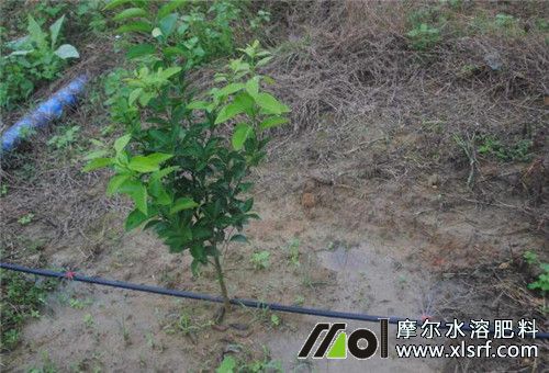 柑橘幼樹滴灌水溶肥 柑橘幼樹滴灌水溶肥