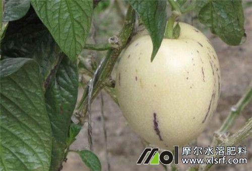 人參果施肥方法 人參果施肥方法