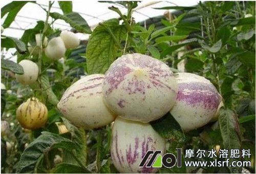 人參果種植注意 人參果種植注意