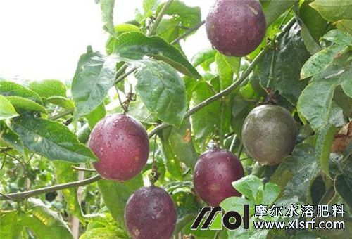 百香果施肥方法 百香果施肥方法