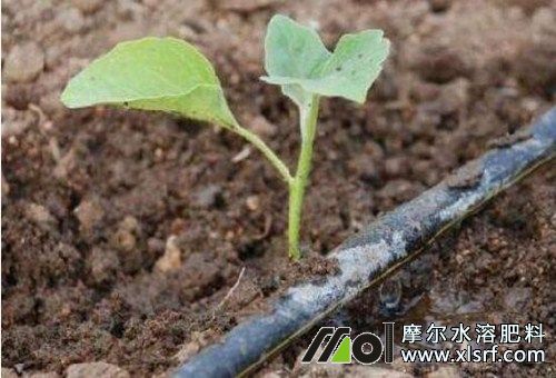 水溶肥使用注意 水溶肥使用注意