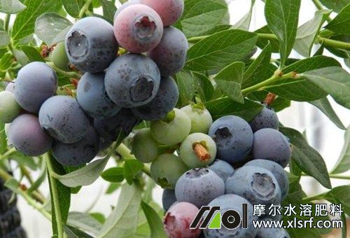 藍(lán)莓施用氮肥種類 藍(lán)莓施用氮肥種類