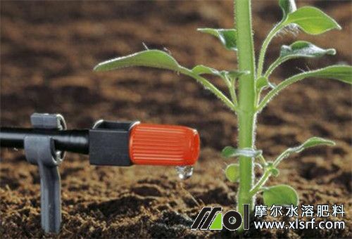 水溶肥滴灌施肥 水溶肥滴灌施肥