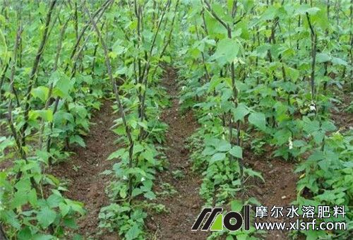 大田水溶肥使用時(shí)間 大田水溶肥使用時(shí)間