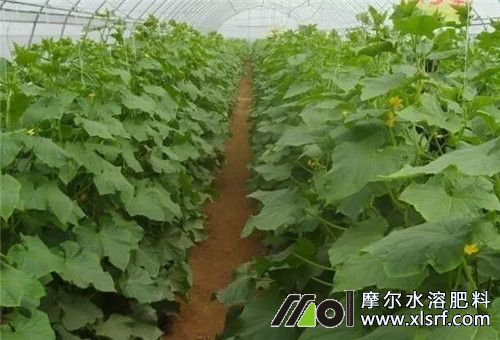 大棚水溶肥使用時(shí)間 大棚水溶肥使用時(shí)間