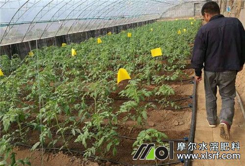 冬天水溶肥用法 冬天水溶肥用法