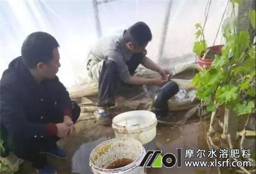 水溶肥料沖施 水溶肥料沖施
