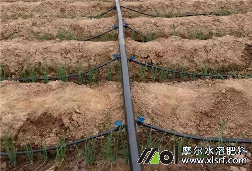 水溶肥料滴灌 水溶肥料滴灌