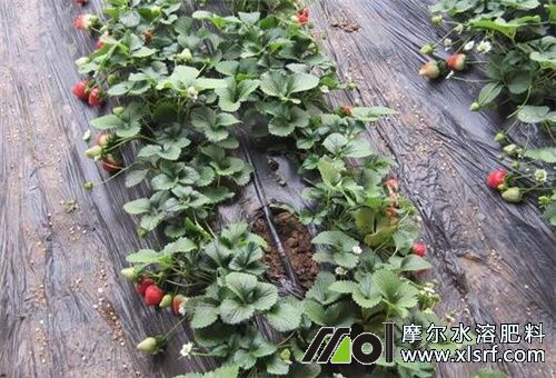 草莓長勢不好滴灌施肥 草莓長勢不好滴灌施肥