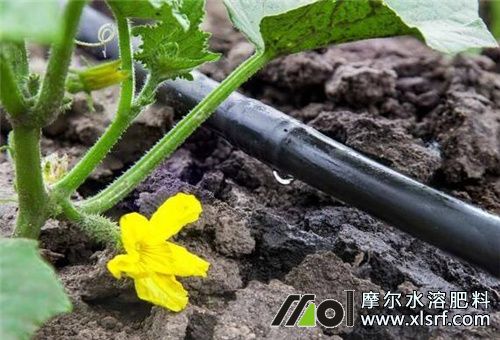 滴灌施用水溶肥方式 滴灌施用水溶肥方式