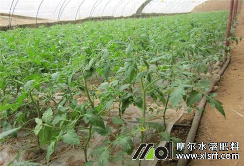 菜地追肥頻次 菜地追肥頻次