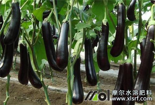 菜地追肥頻次 菜地追肥頻次