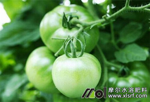 番茄水溶肥用法 番茄水溶肥用法