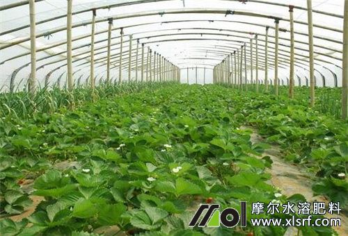 草莓施肥選擇 草莓施肥選擇