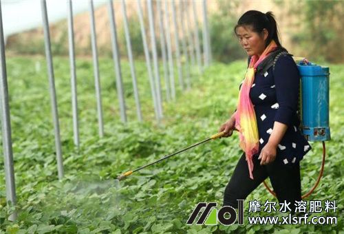 草莓水溶肥和復(fù)合肥的選擇 草莓水溶肥和復(fù)合肥的選擇