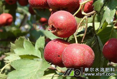 結果期追肥促進果實生長 結果期追肥促進果實生長