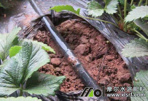 影響肥效的因素 影響肥效的因素