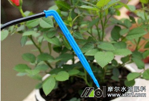 花卉施肥注意 花卉施肥注意