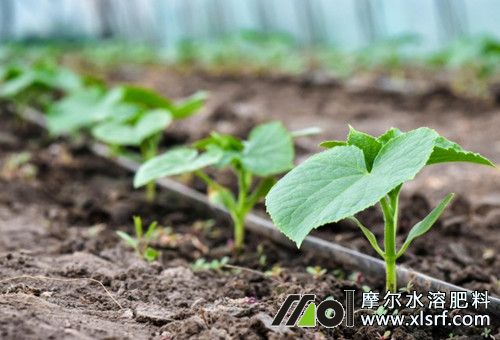 水溶肥使用注意 水溶肥使用注意