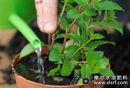 水溶肥施用注意 水溶肥施用注意