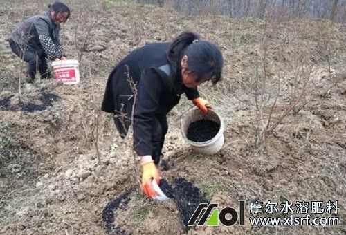 藍(lán)莓施肥要點(diǎn) 藍(lán)莓施肥要點(diǎn)