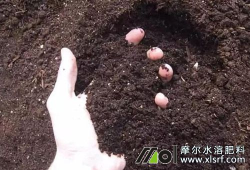 藍(lán)莓施底肥 藍(lán)莓施底肥